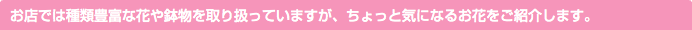 お店では種類豊富な花や鉢物を取り扱っていますが、ちょっと気になるお花をご紹介します。