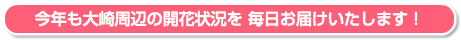 今年も大崎周辺の開花状況を 毎日お届けいたします！