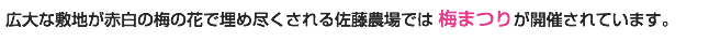 広大な敷地が赤白の梅の花で埋め尽くされる佐藤農場では 梅まつりが開催されています。